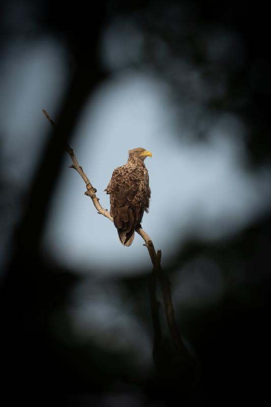 Seeadler am Mühlenteich