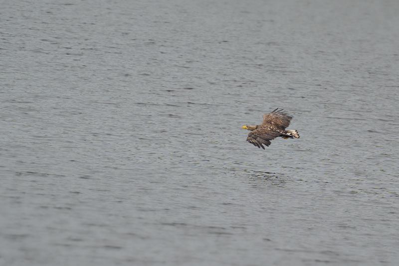 Seeadler am Plauer See