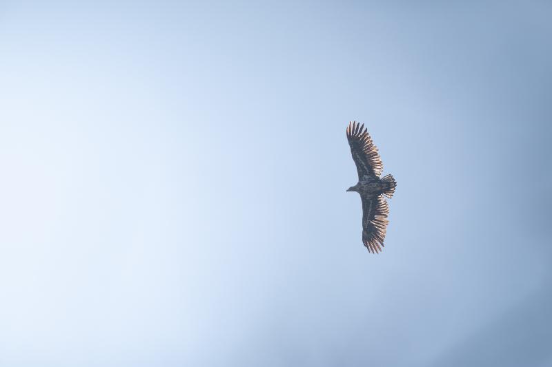 Seeadler bei Steffin