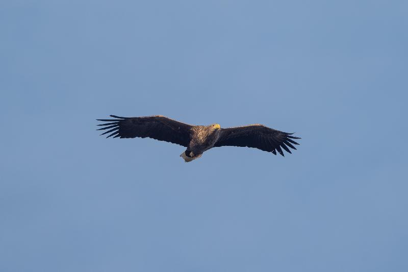 Seeadler im Anflug