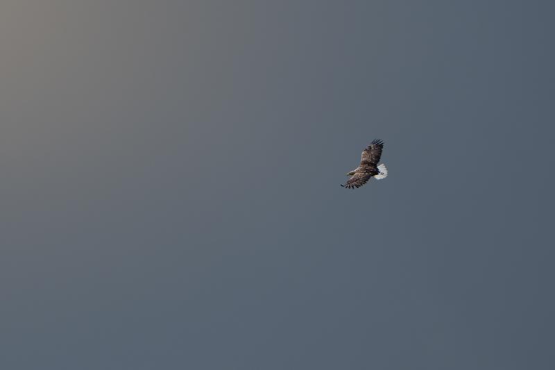 Seeadler in großer Höhe