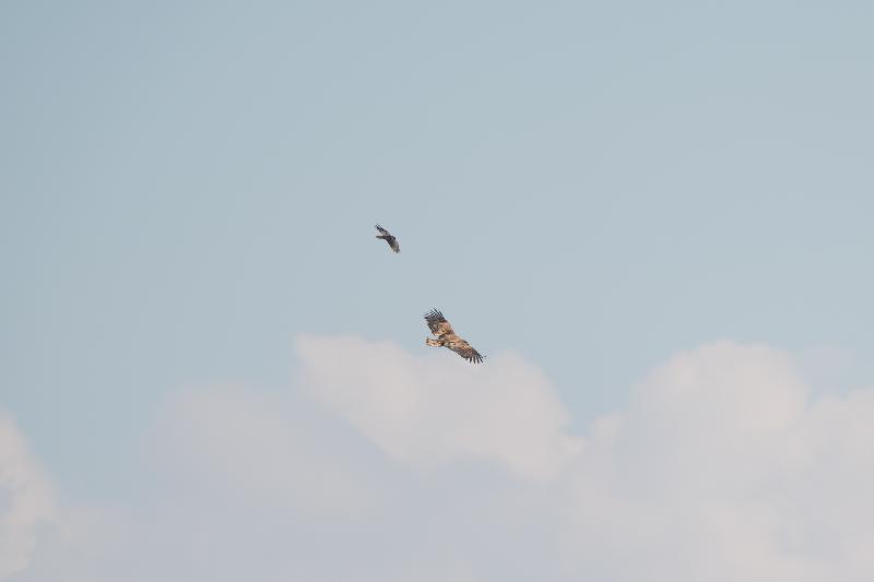Seeadler und Krähe im Flug