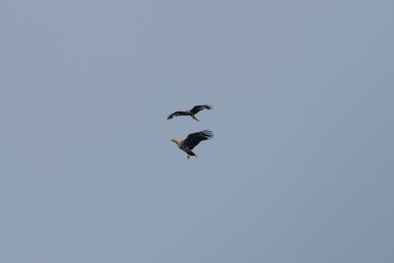 Seeadler und Rotmilan