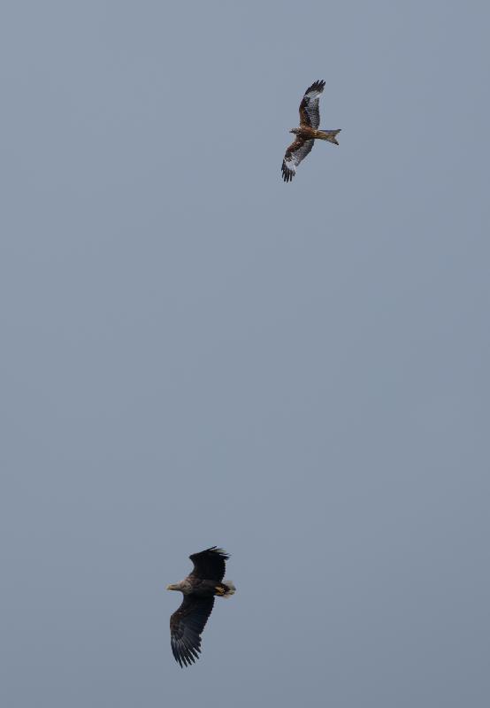 Seeadler und Rotmilan