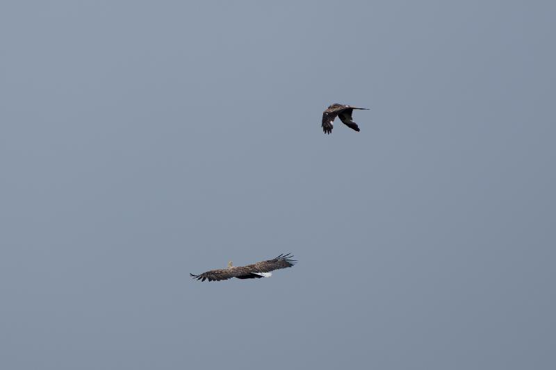 Seeadler und Rotmilan
