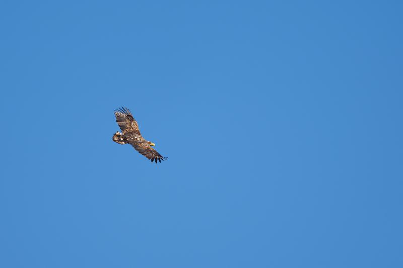 Seeadler über Wismar