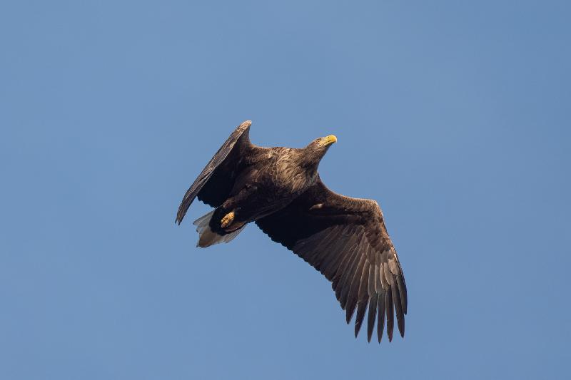 Seeadler über dem Garten