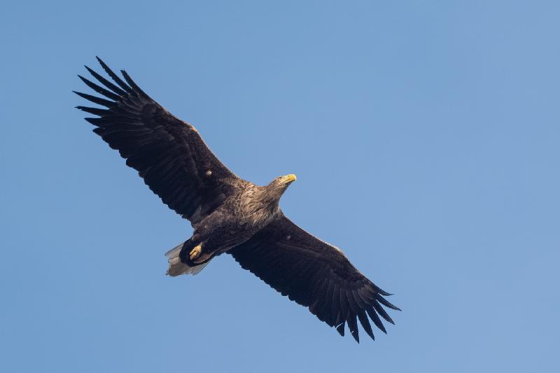 Seeadler über dem Garten