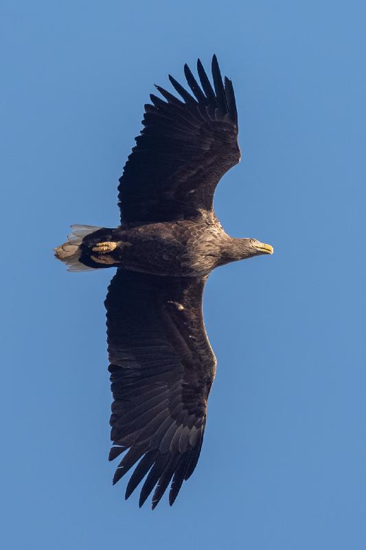 Seeadler über dem Garten