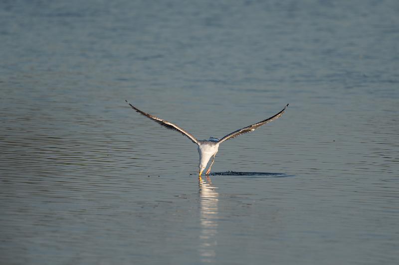 Silbermöwe beim Jagen