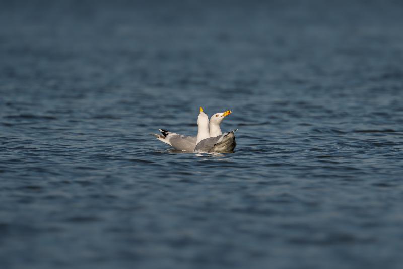 Silbermöwen bei der Balz
