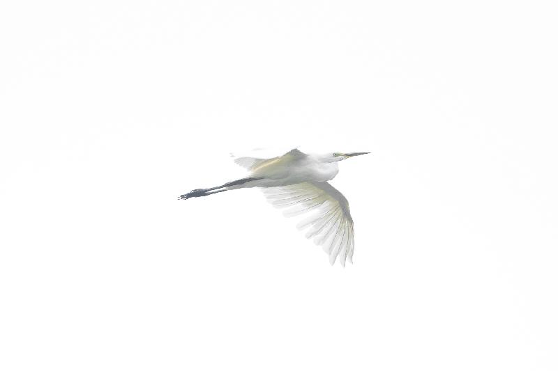 Silberreiher - HighKey