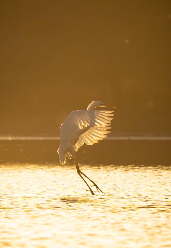 Silberreiher bei der Landung