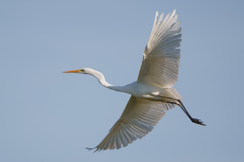 Silberreiher im Flug