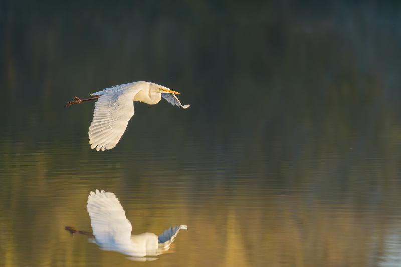 Silberreiher im Tiefflug