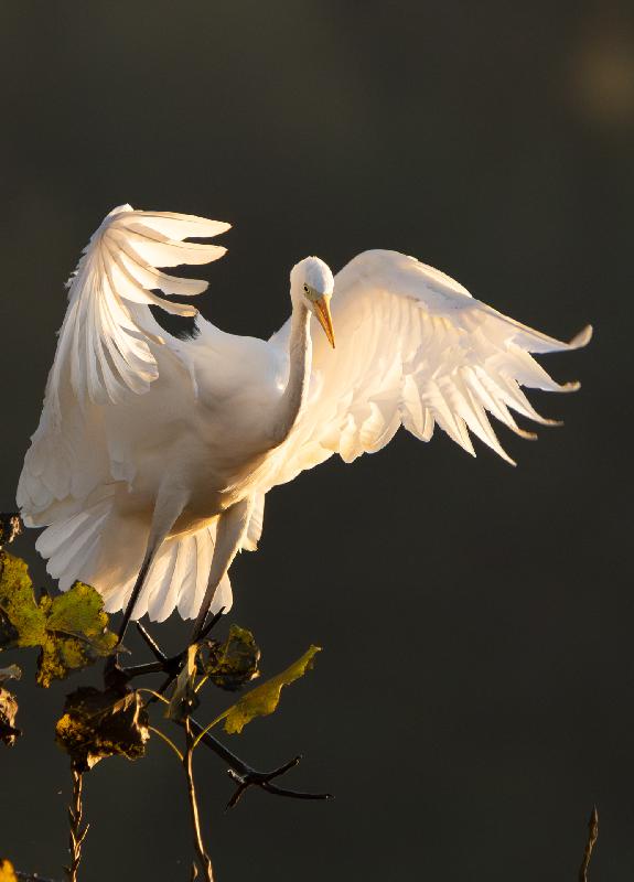 Silberreiher landet auf Ast