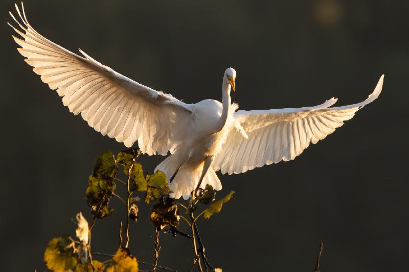 Silberreiher nach der Landung