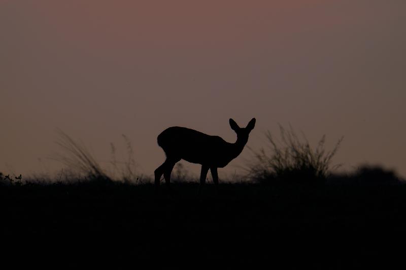 Silhouette eines Rehs