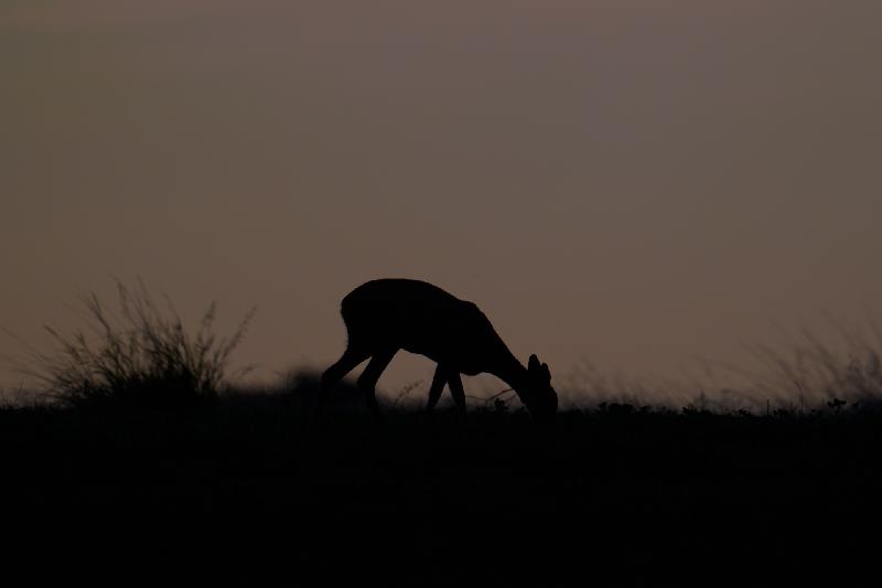 Silhouette eines Rehs