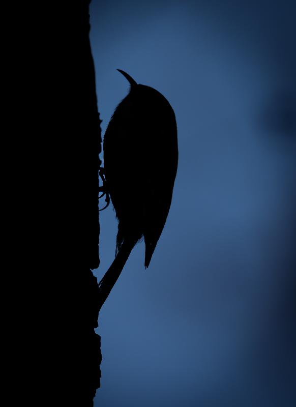 Silhouette eines Waldbaumläufers