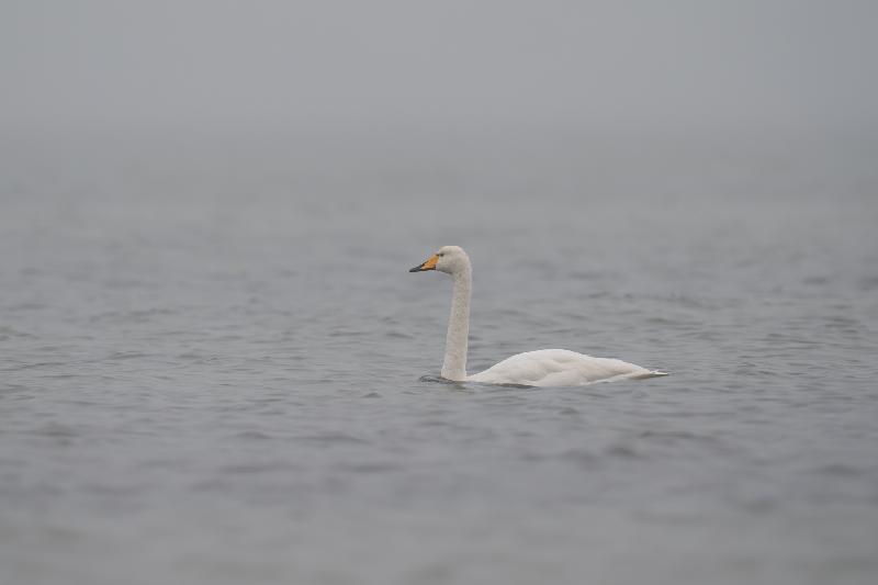 Singschwan bei Poel