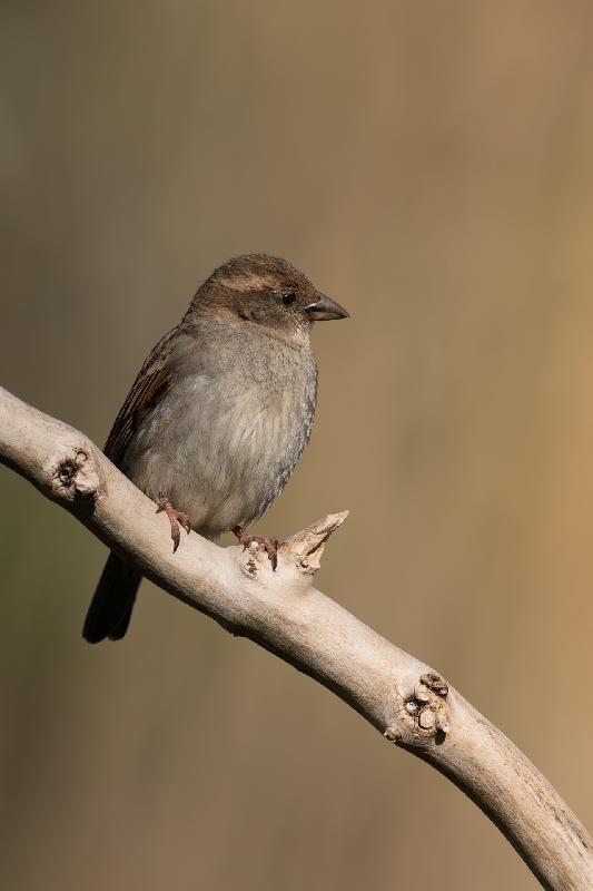 Spatz