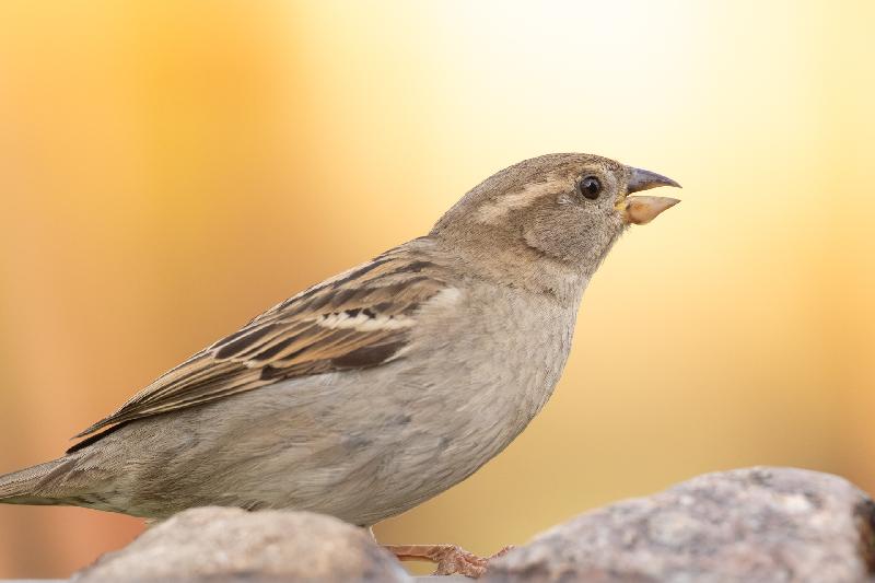 Spatz an der Tränke