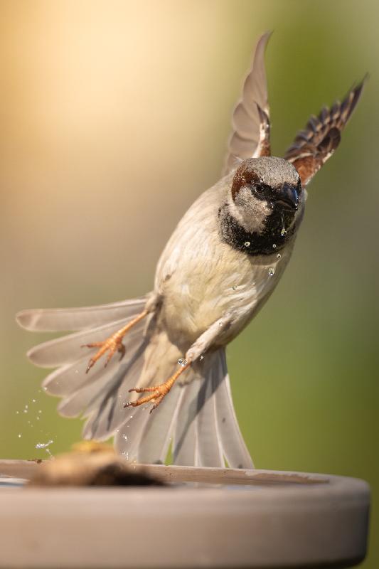Spatz an der Tränke