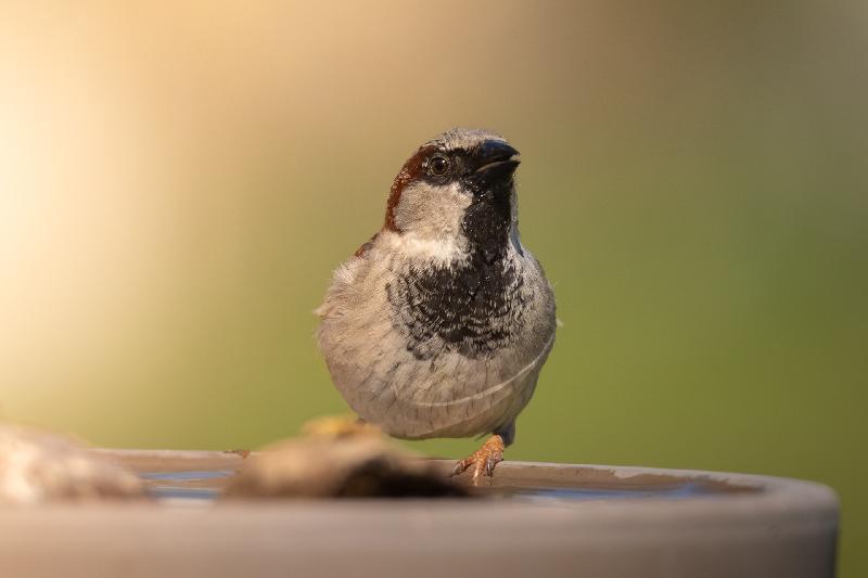 Spatz an der Tränke