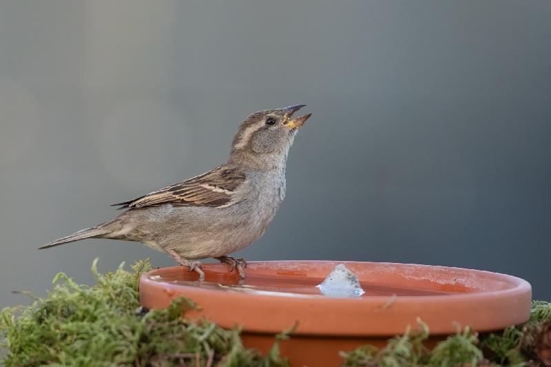 Spatz beim Trinken 1