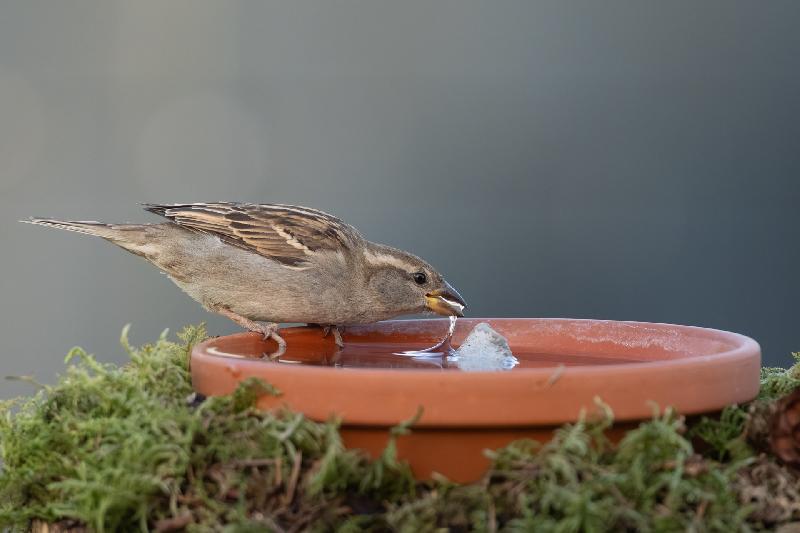 Spatz beim Trinken 2