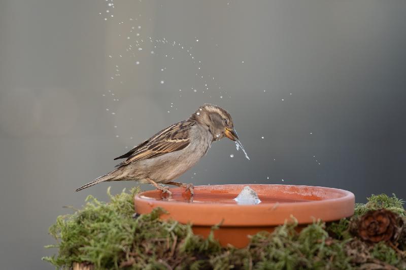 Spatz beim Trinken 3