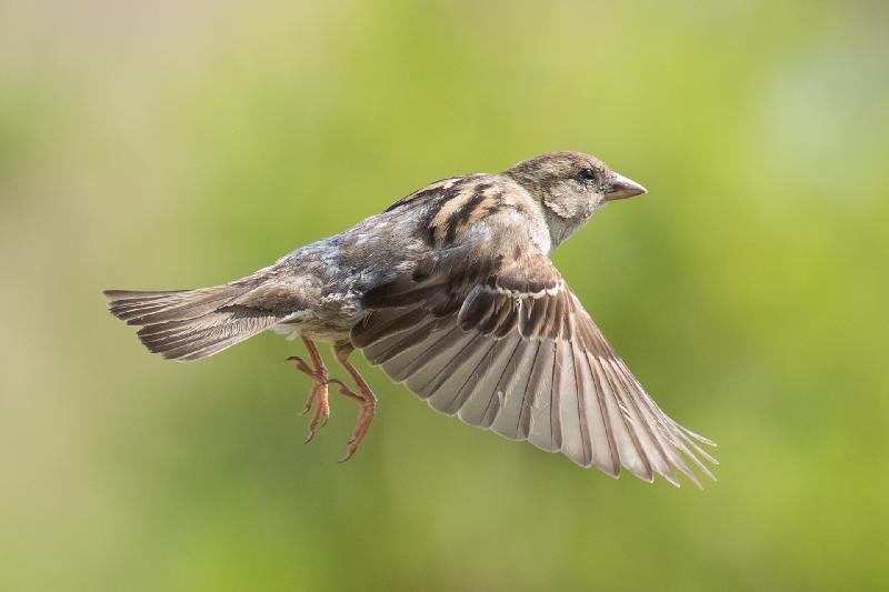 Spatz im Flug