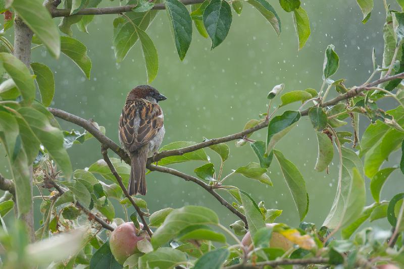 Spatz im Regen