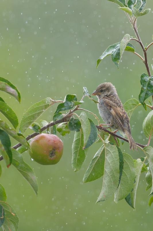 Spatz im Regen