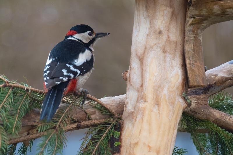 Specht an der Futterstelle
