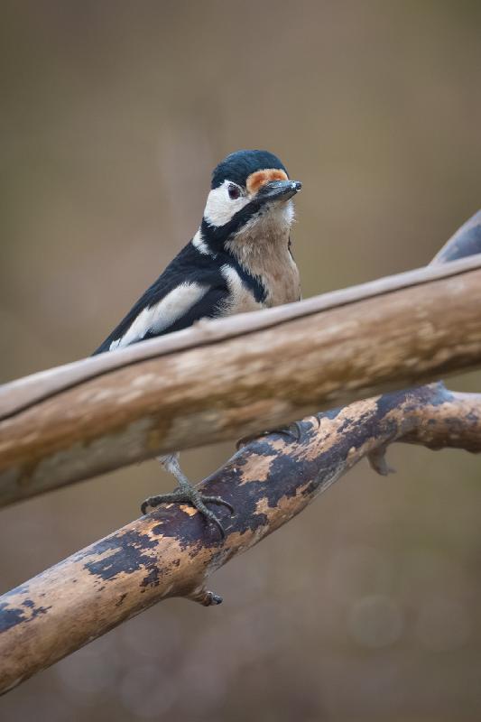 Specht an der Futterstelle