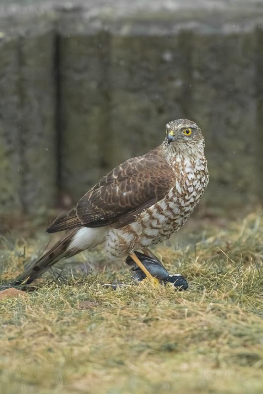 Sperber an der Futterstelle