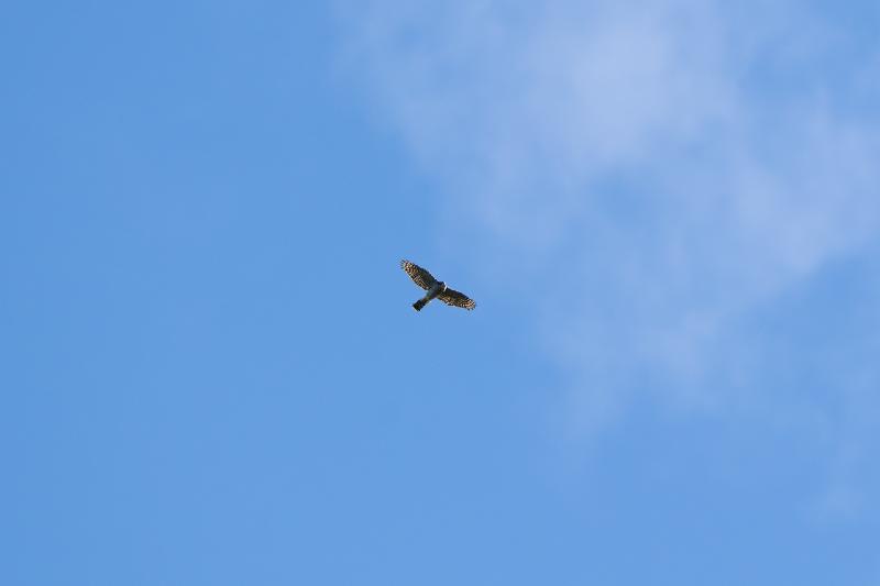 Sperber im Vorbeiflug