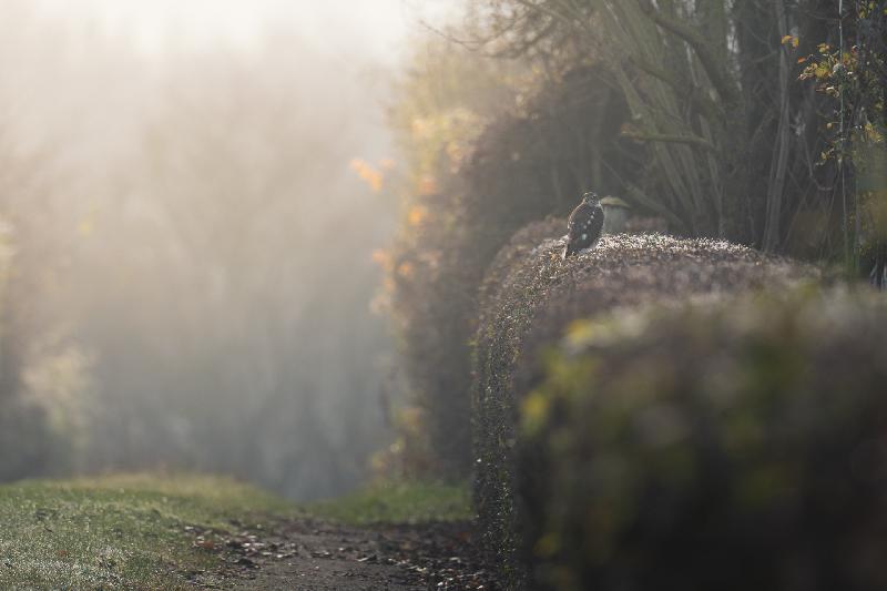 Sperber in einer Gartenanlage