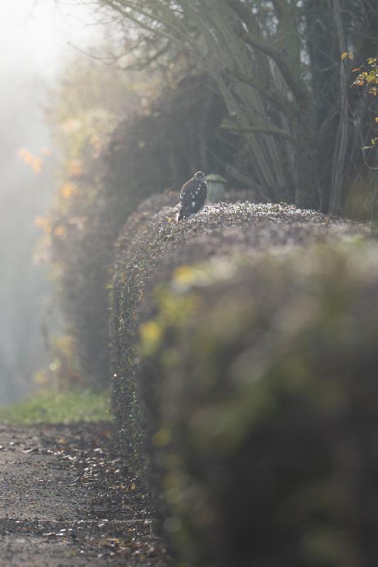 Sperber in einer Gartenanlage