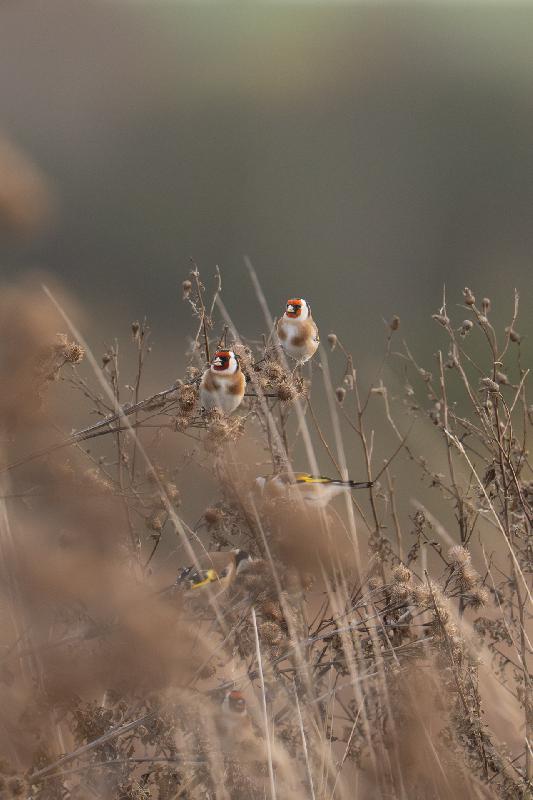 Stieglitze auf Nahrungssuche