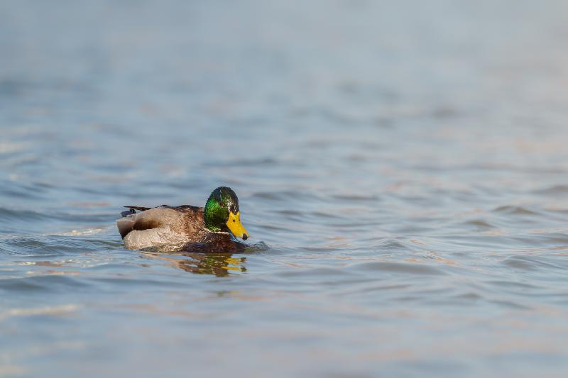 Stockenentenerpel auf dem Jungfernteich