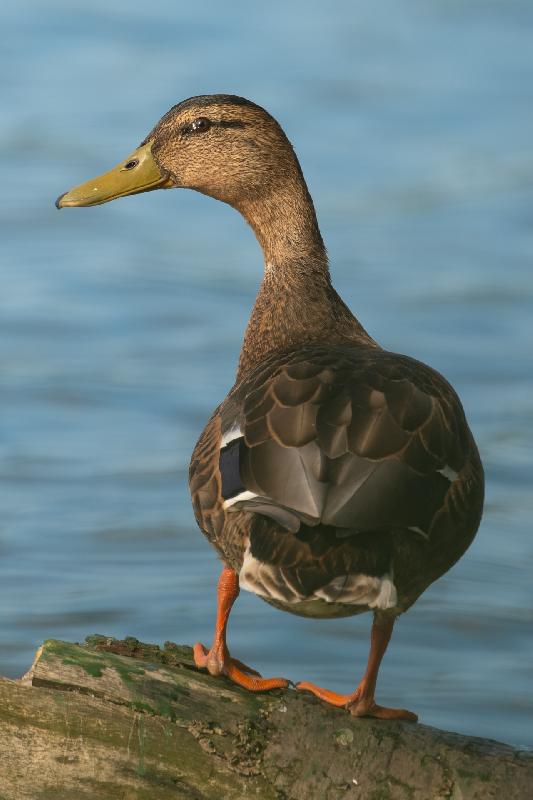 Stockente