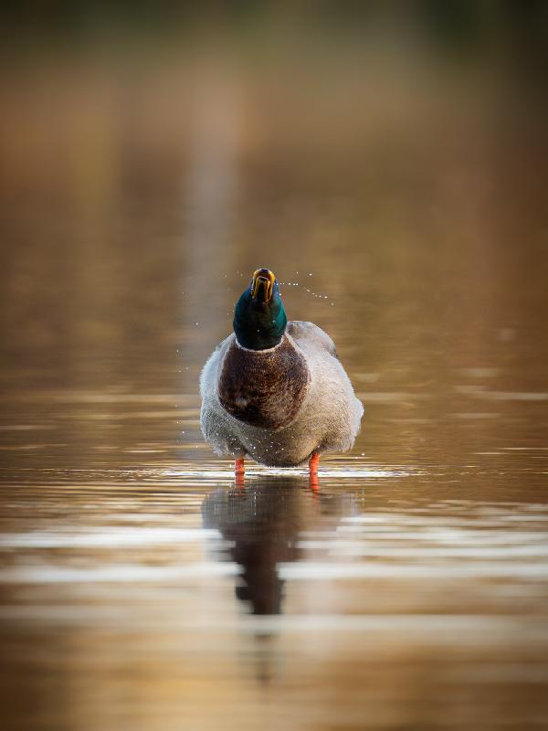Stockente auf dem Jungfernteich