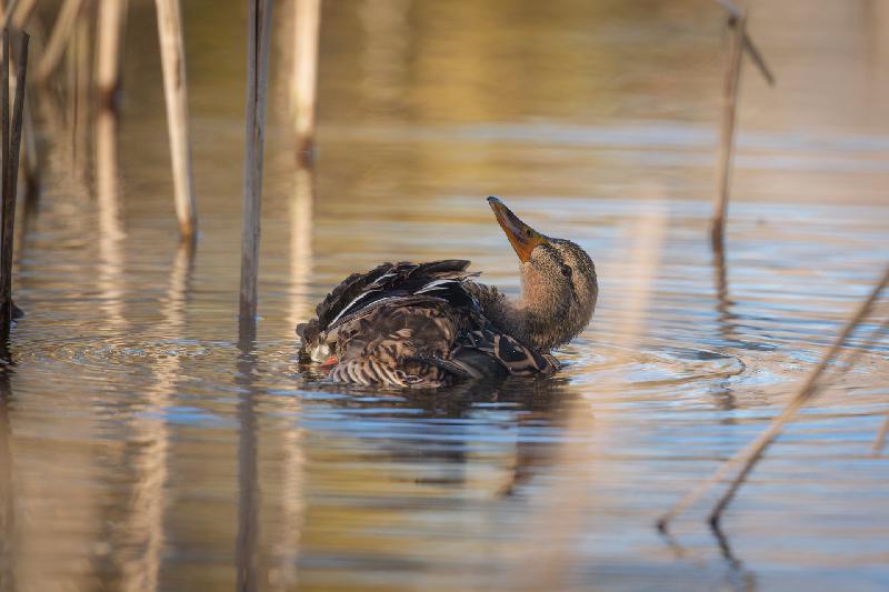 Stockente beim Putzen