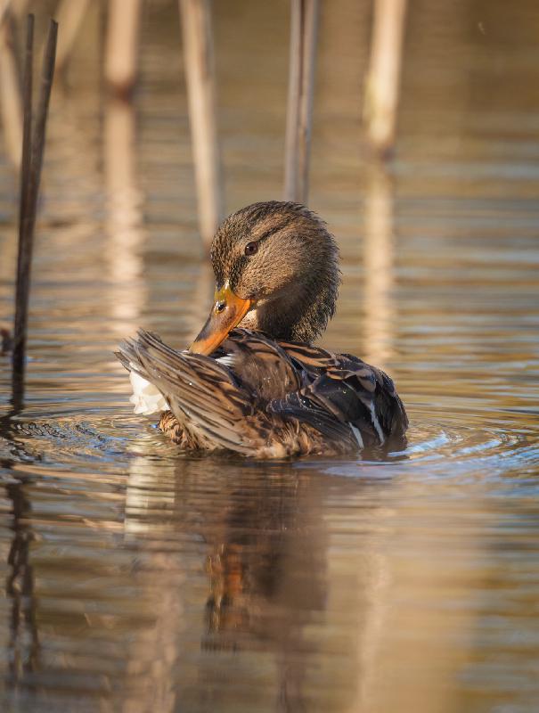 Stockente beim Putzen
