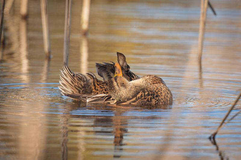 Stockente beim Putzen