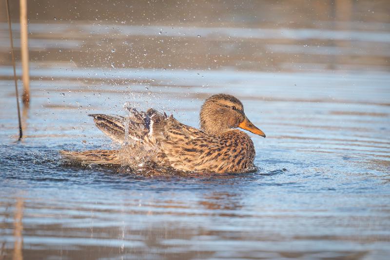 Stockente beim Putzen