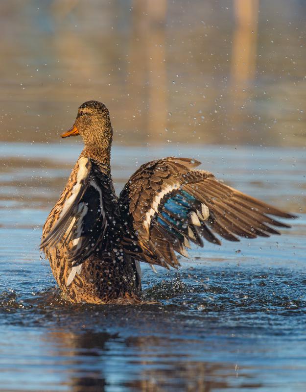 Stockente stellt sich auf